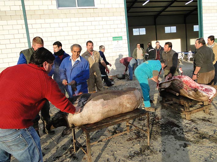 El rito de la matanza en Cáceres